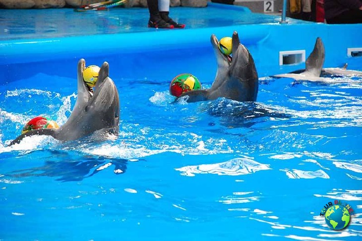 Dolphins Show : VIP Seats