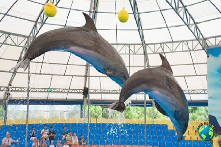 Dolphins Show : VIP Seats